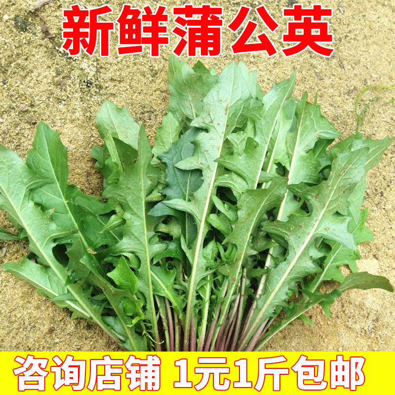 现挖现发新鲜蒲公英婆婆丁鲜叶