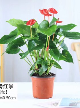 红掌粉掌白掌绿色水培水生植物