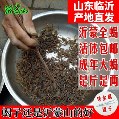 沂蒙十足全蝎活蝎子泡酒油炸煲汤