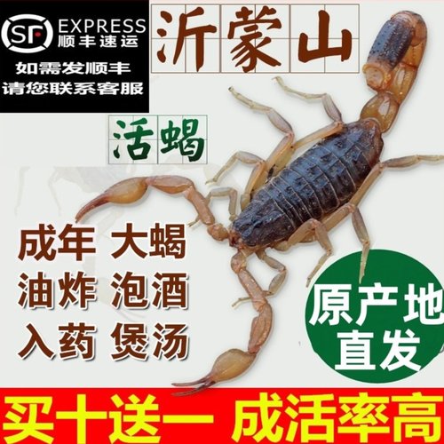 活蝎子沂蒙全蝎沂蒙十足全蝎蝎子