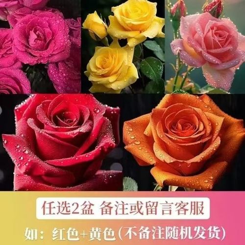 120盆玫瑰带花苞开花爆花阳台室内多季开花好养绿植下单送肥料