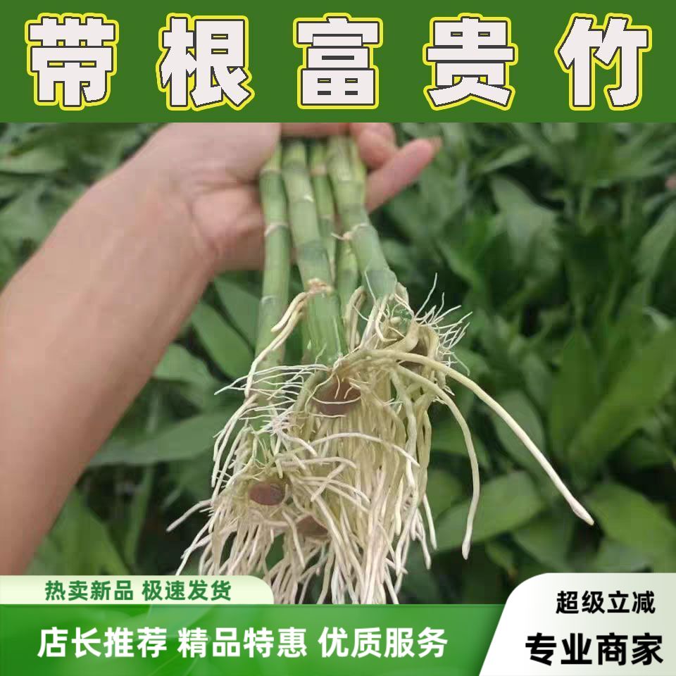 水养带根竹富贵竹带根须富贵竹带根粗大绿植大型盆栽植物