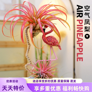 【精品】空气凤梨无土植物鲜活办公桌面室内多肉微景观盆栽绿植