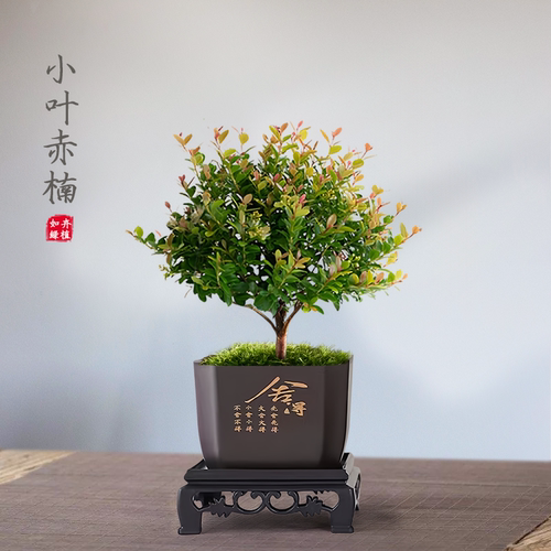 小叶赤楠盆栽室内桌面客厅好养花卉绿植净化空气四季常青植物盆景