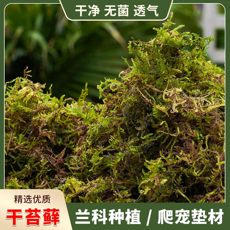 天然优质干苔藓蝴蝶兰专用营养土