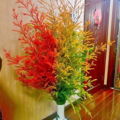 云南黄金香柳千层金鲜花水培植物
