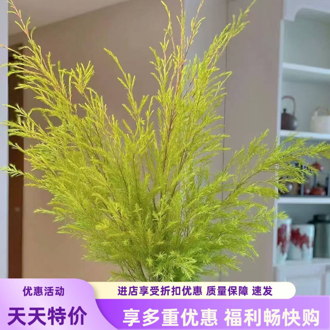 A级千层金鲜花云南基地直发黄金香柳鲜切花插花可干花