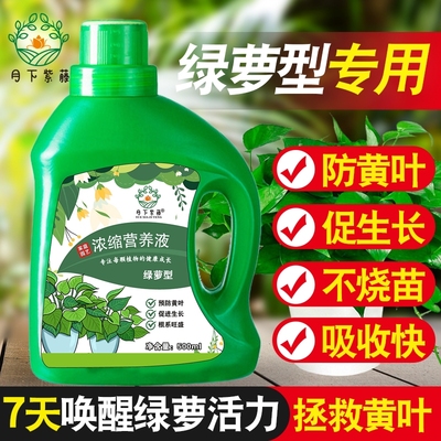 月下紫藤营养液500ml绿萝