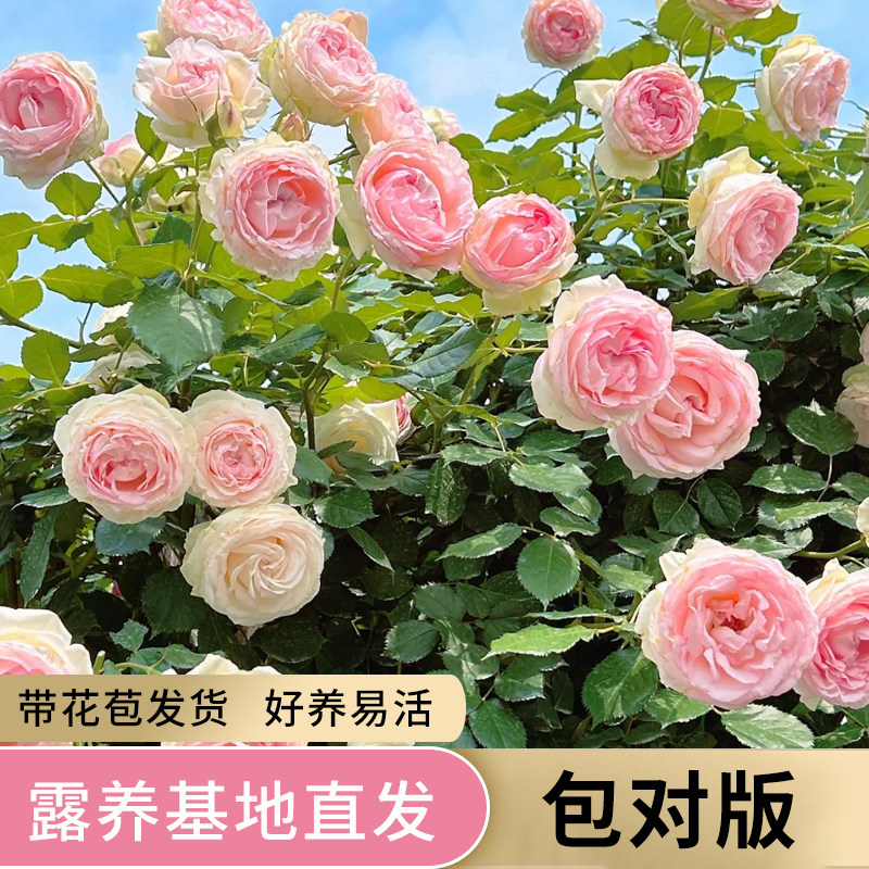 月季花苗粉色龙沙宝石花卉藤本植物庭院阳台好养蔷薇爬藤月季盆栽,鲜花速递/花卉仿真/绿植园艺,月季/蔷薇/玫瑰,淘宝优惠券,粉丝福利购,淘宝优惠卷