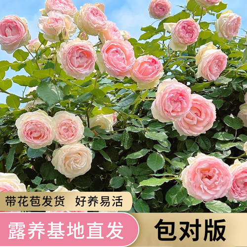 月季花苗粉色龙沙宝石花卉庭院