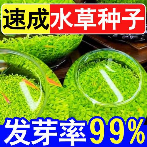 水草种子增氧造景免洗四季大小对叶鱼缸小型家用生态瓶科学水草泥