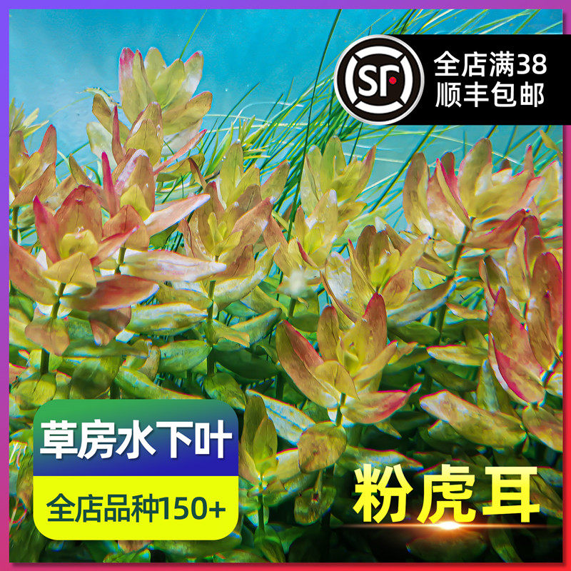 洪峰自养水下叶粉红虎耳有茎阴性淡水真活体鱼草缸造景中后景水草