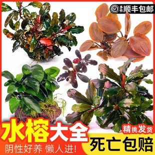 懒人沉木新手好养小水榕金钱榕黄金榕活体水下叶水草淡水植物造景