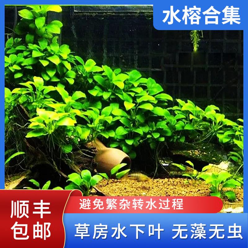 懒人沉木新手好养小水榕金钱榕黄金榕活体水下叶水草淡水植物造景
