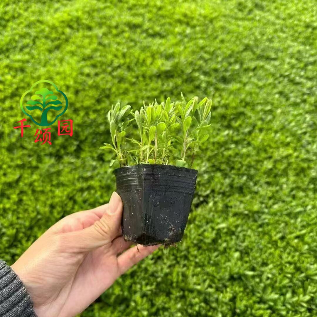 薰衣草盆栽花苗带盆香草花卉多年