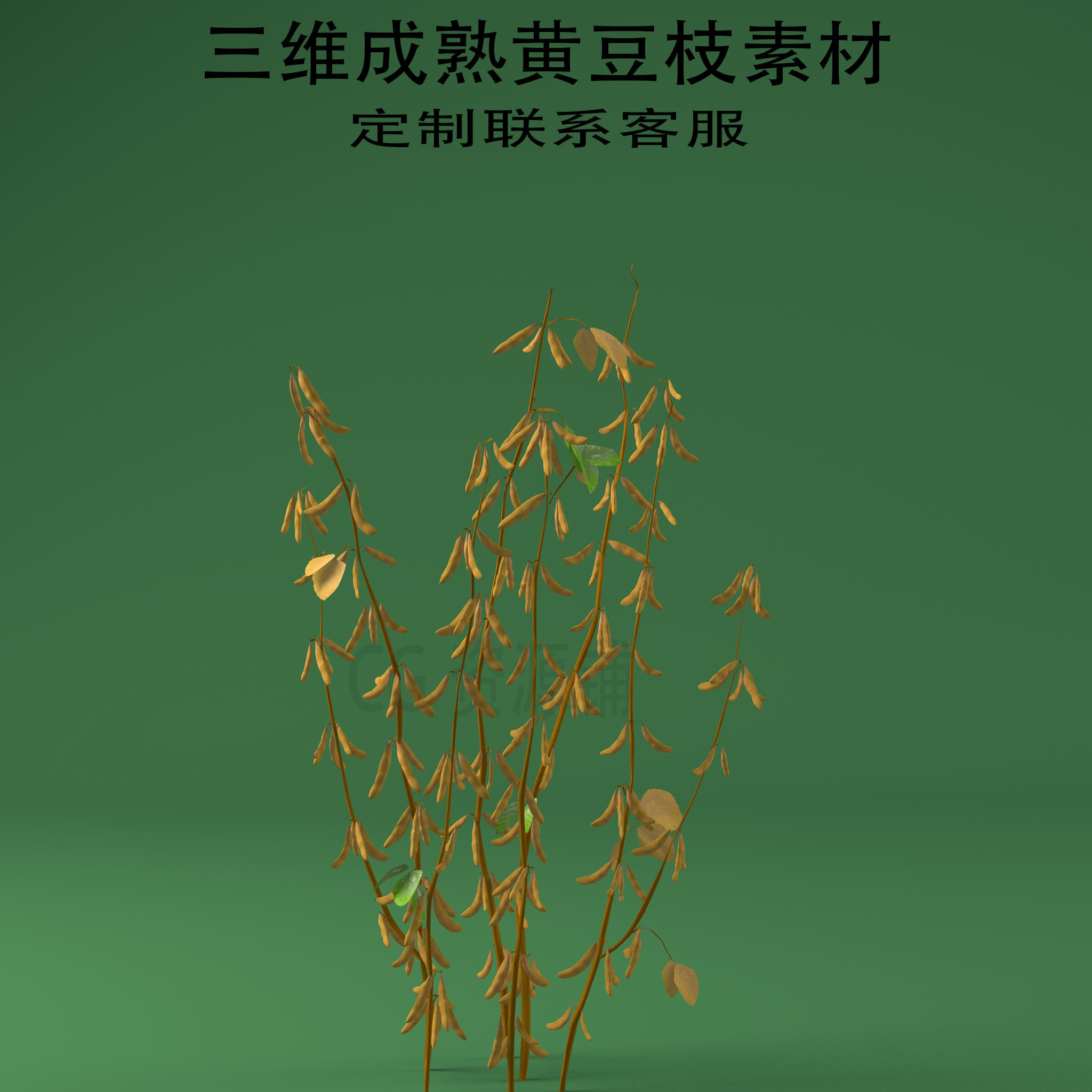 三维C4D成熟黄豆枝3ds植物fbx大豆枝obj
