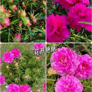 【种苗批发】玫红王老桩太阳花无根枝条扦插重瓣大花宿根品种基地