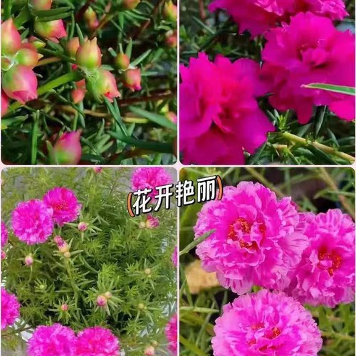【种苗批发】玫红王老桩太阳花无根枝条扦插重瓣大花宿根品种基地