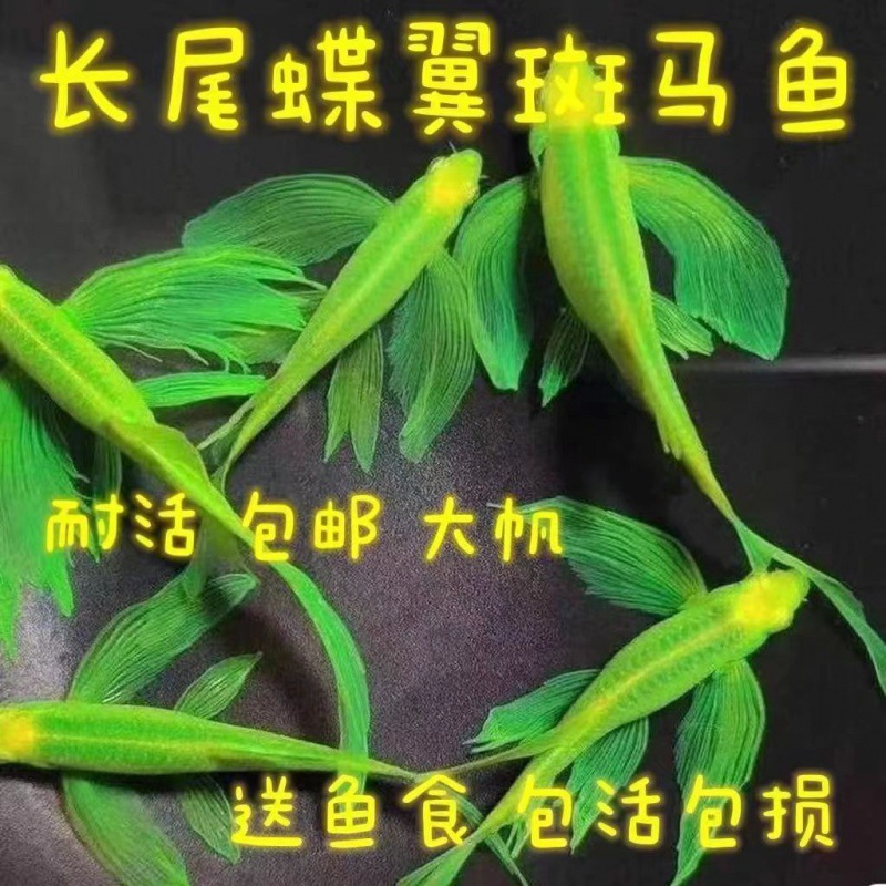 蝶翼斑马鱼：小型灯科鱼新宠