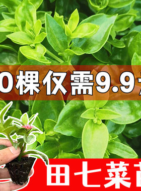 田七苗子秧苗特色野菜蔬菜三七菜食用种子抗病耐寒强四季蔬菜