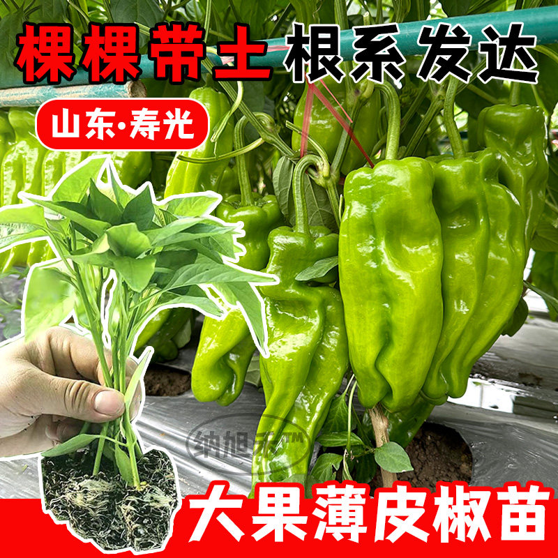 大果薄皮辣椒苗秧苗线椒种籽甜椒种子四季种植蔬菜苗种孑大全图片
