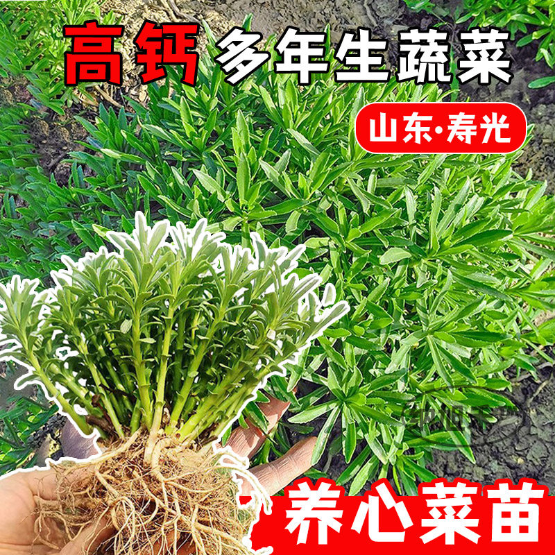 高钙养心菜种子救心菜阳台四季盆栽蔬菜易种高产蔬菜养生菜种籽