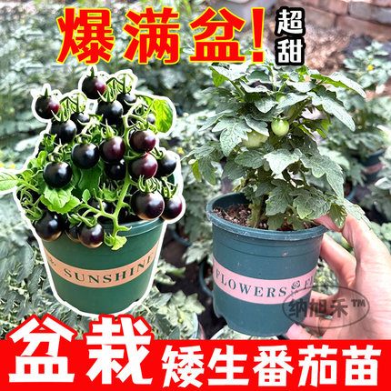 寿光盆栽矮生小番茄苗秧带土球矮生红黄黑圣女果超矮四季矮生番茄