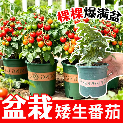 盆栽矮生番茄苗秧西红柿千禧圣女果苗小番茄秧苗种子四季阳台水果
