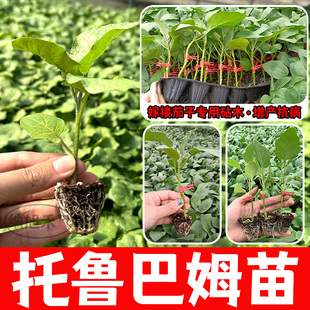 茄子嫁接砧木种子托鲁巴姆四季种籽蔬菜圆茄长茄专用植物日本拖姆