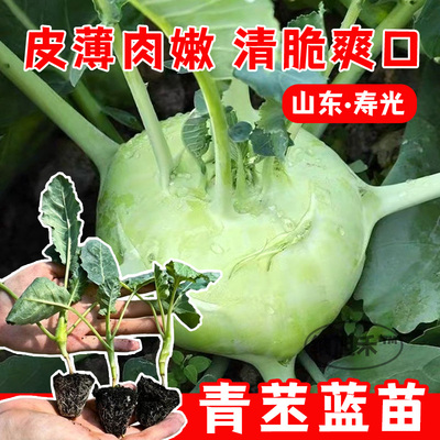 青苤蓝苗秧苗紫苤兰小苗水果苤蓝阳台庭院四季辣疙瘩秋冬蔬菜苗籽