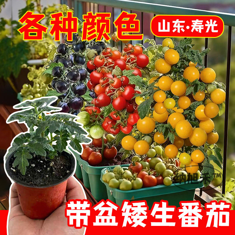 矮生番茄盆栽种苗阳台种植黑珍珠秧苗圣女果苗小西红柿樱桃黑珍珠