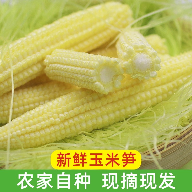 新鲜现摘玉米笋蔬菜小玉米芯穗迷你苞谷仔营养水果玉米芯9斤包邮