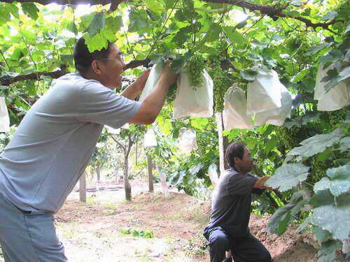果子防虫袋防鸟套袋双层种植袋葡萄袋梨园多用途果树果农防雨农村|ruв категории доставка цветов/цветок моделирования/растения садоводства, садовых принадлежностей, других садовых принадлежностей - от Buy2taobao.com для оказания профессиональной услуги покупки агента Taobao