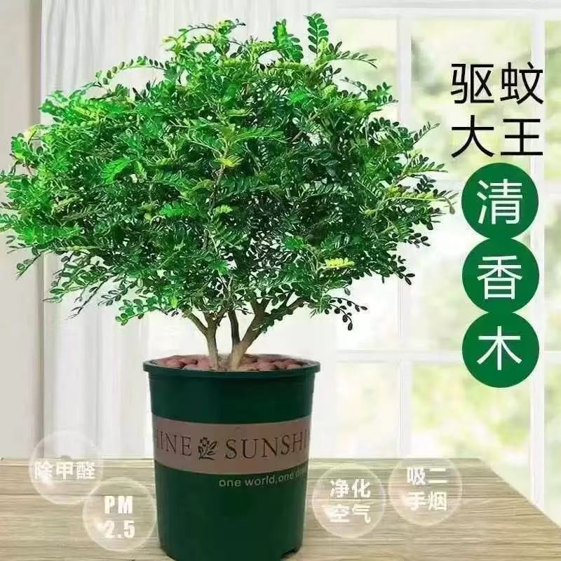 清香木盆栽驱蚊净化空气易养