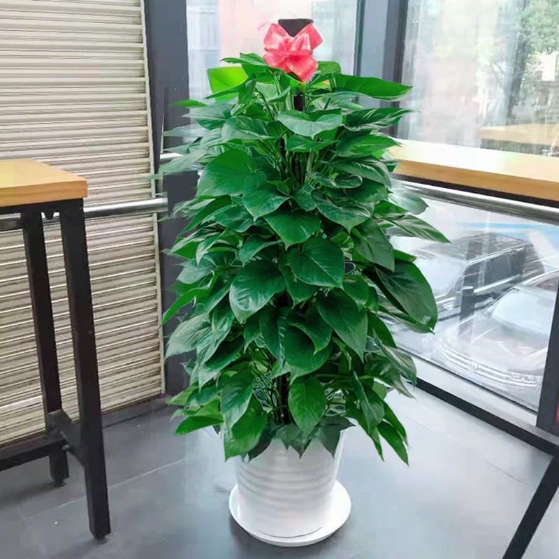 大型绿箩柱客厅落地盆栽绿植室内桌面绿植