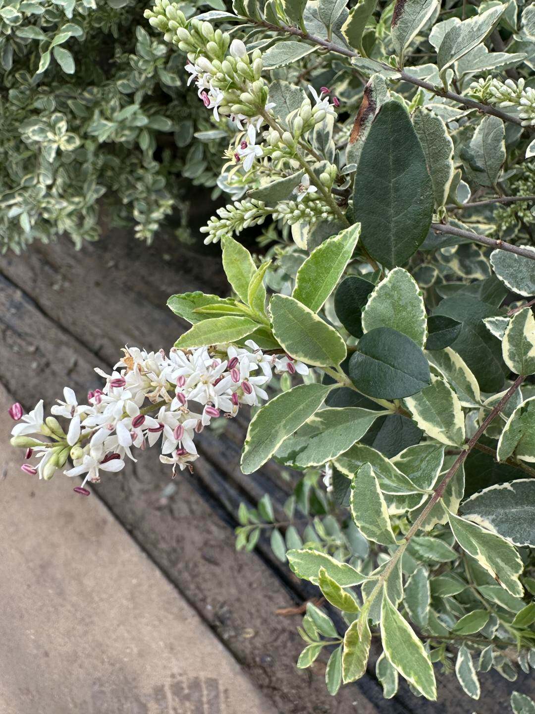 别墅专用银姬小蜡树苗花园植物庭院盆栽绿篱色块花叶女贞绿化工程