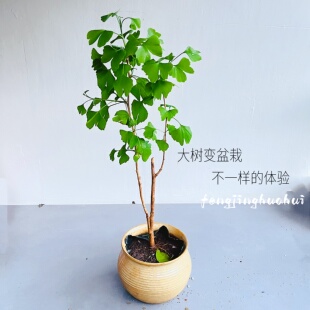 精品银杏树庭院风景树 耐寒耐旱好养南北方盆栽地栽网红秋景绿植