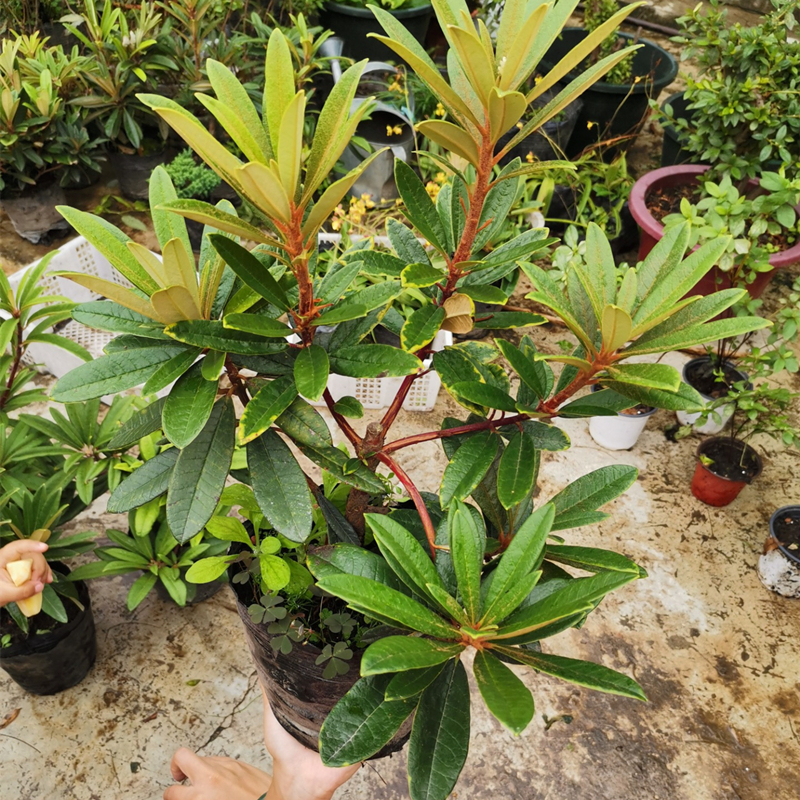 马缨花带土高山杜鹃小苗矮化老桩映山红庭院室内开花盆景盆栽包邮