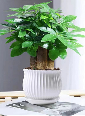 发财树新款盆栽室内花卉小盆景公室绿色植物客厅盆栽绿植室内盆景