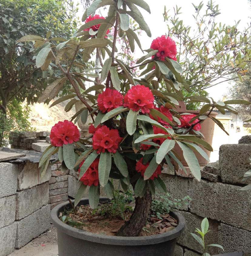 马缨花大型老桩映山红高山杜鹃庭院阳台盆景植物带土包邮净化空气