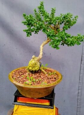 四季常绿小叶盆景珍珠黄杨