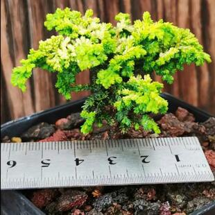 日本油画石化桧八房初雪四季常绿真柏微盆景圣诞树松柏珍贵植物