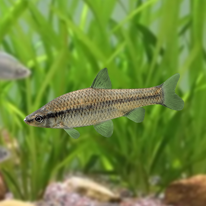 淡水养殖观赏鱼包邮冷水鱼