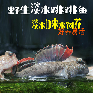 弹涂鱼跳跳鱼活鱼淡水滩涂鱼水里养的宠物红鳍挖洞鱼好养耐养观赏