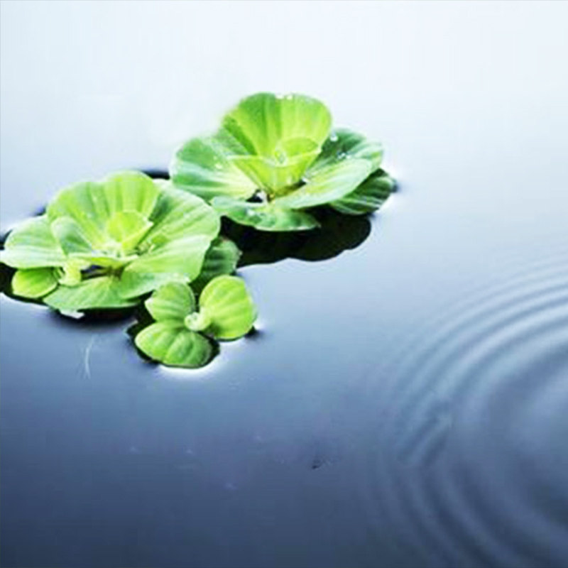 水芙蓉水培植物净化水质水葫芦养龟鱼缸水草浮萍水养小绿植铜钱草
