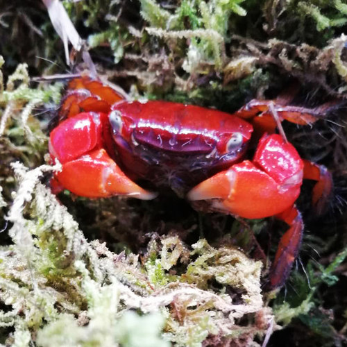 网红宠物相守观赏蟹相手蟹宠物