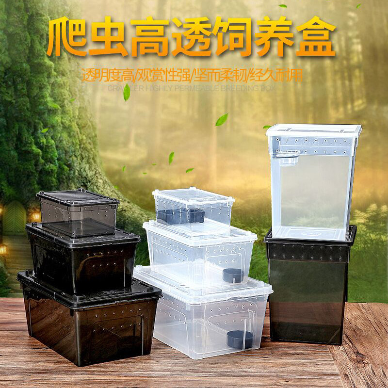 爬虫爬宠蜘蛛守宫蜥蜴