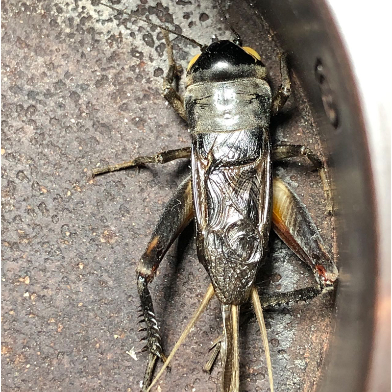 油葫芦黑虫活体天津段青北京玉眼冰糖紫玉眼深紫玉眼包邮包风险