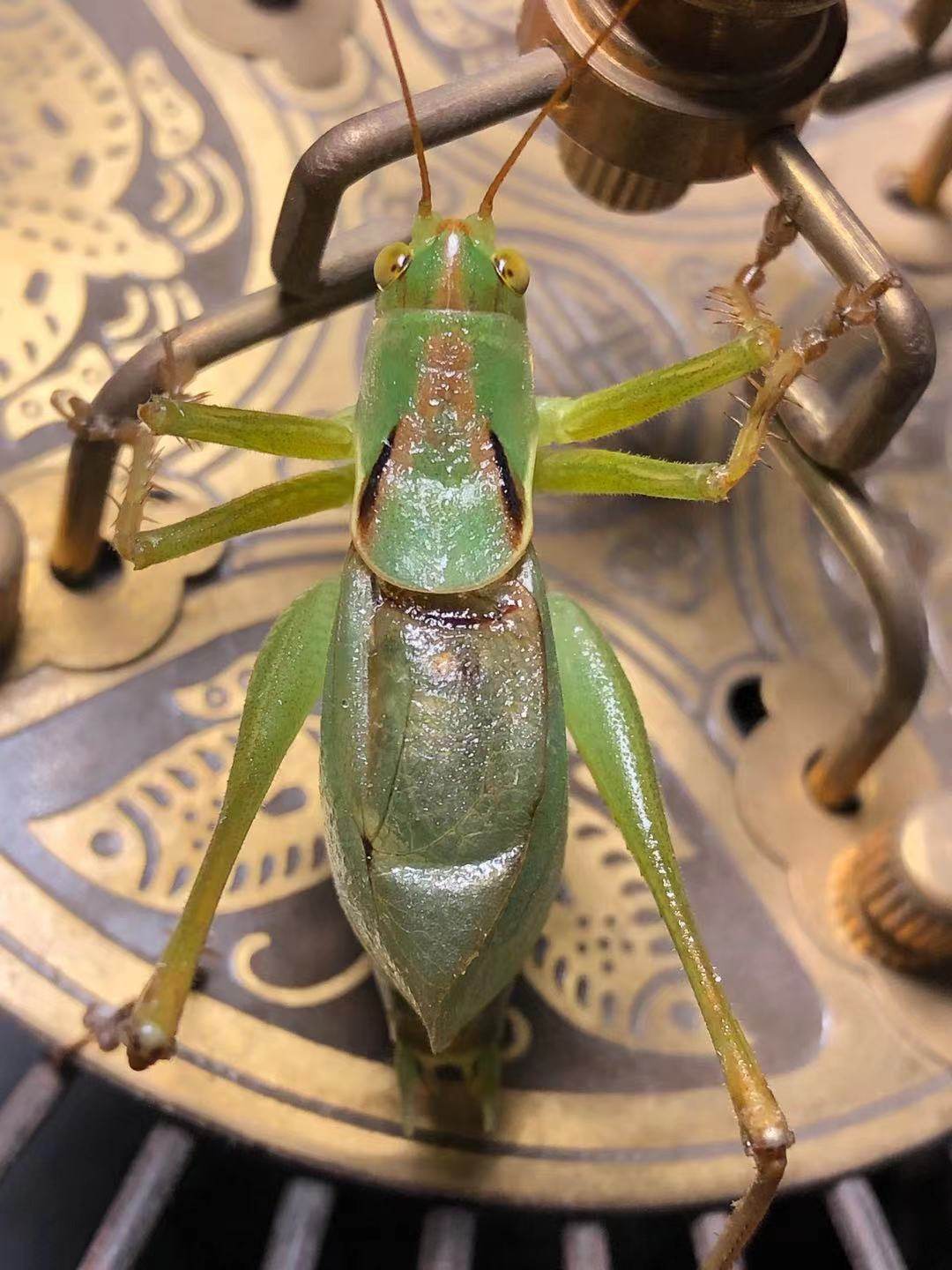 翡翠绿扎嘴鼓翅鸣螽砸嘴棒棒纺织娘姐儿吉尔活体鸣虫个头大鸣虫