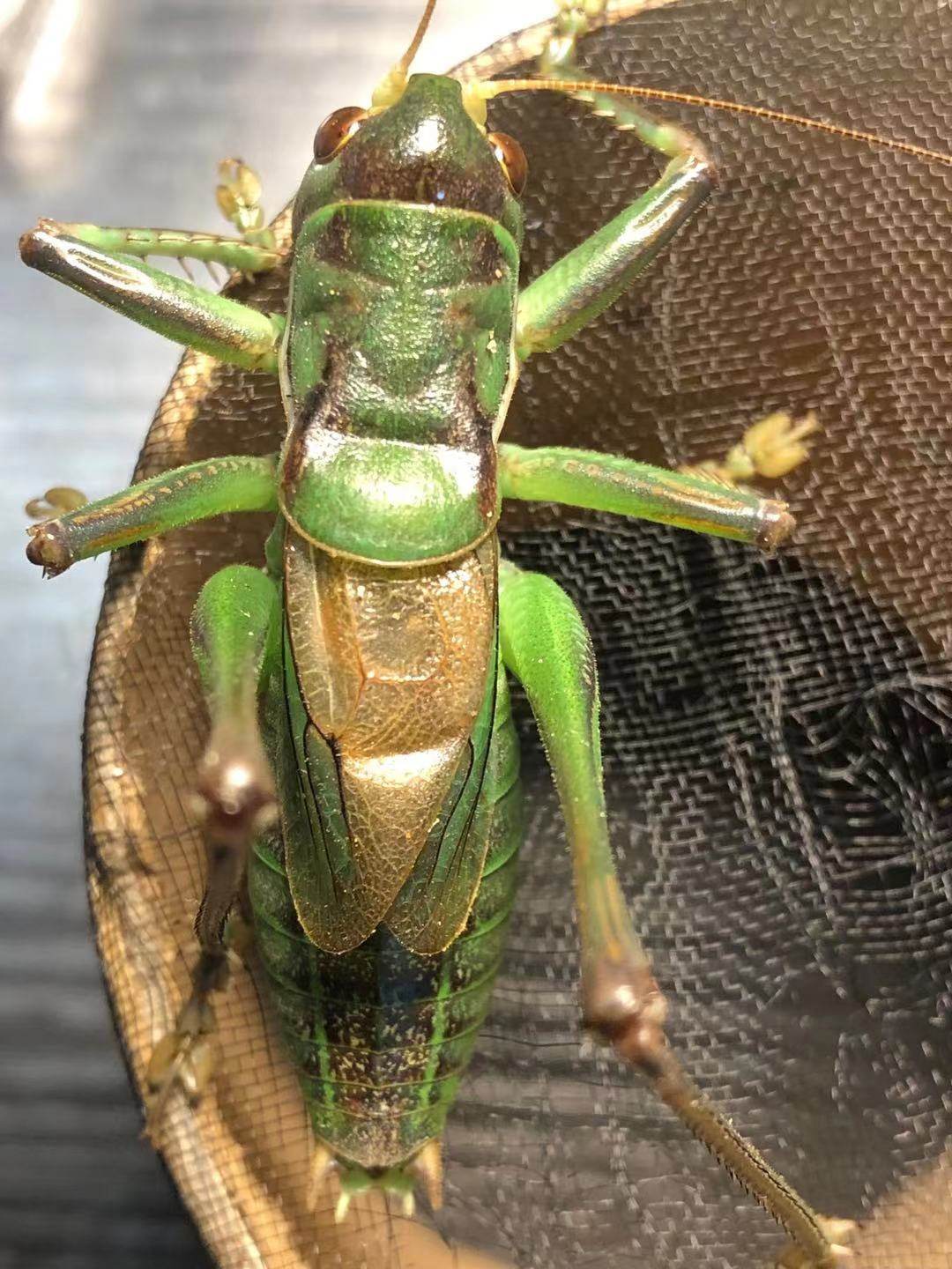 野生养殖山青烟台绿胶东绿蝈蝈活体鸣虫宠物人工